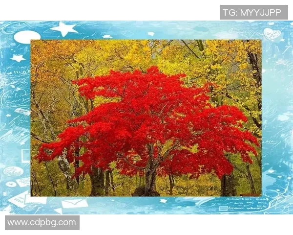 落叶球的魅力与技巧探索：如何在秋季运动中享受这项独特的球类运动